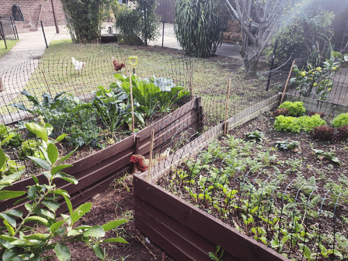 Vegetable gardens