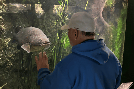 Man at Aquarium looking at grey fish through the glass