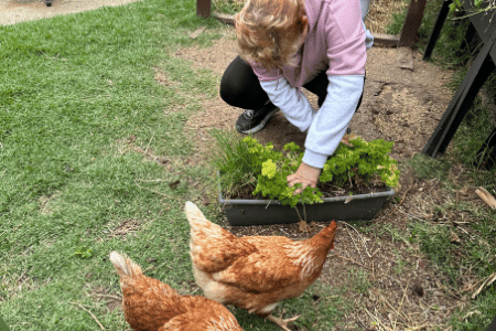NDIS participant potting herbs with two chickens running around in the backyard