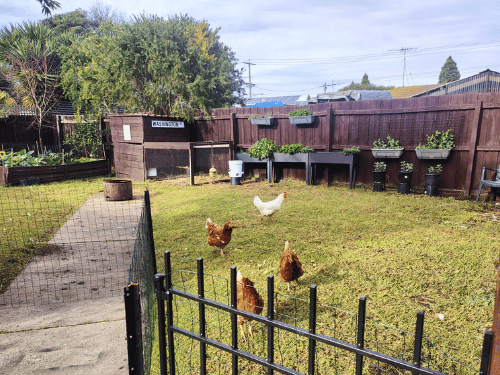 Chickens in backyard