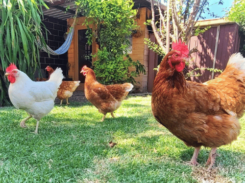 Close up of chickens outside in backyard