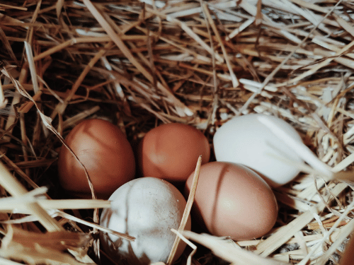 Close up of straw with 5 chicken eggs