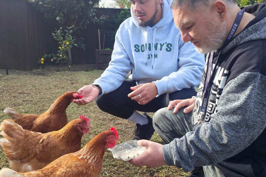 Two men feeding chickens