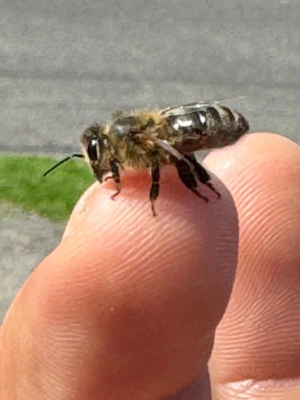 Close up of bee on finger tip