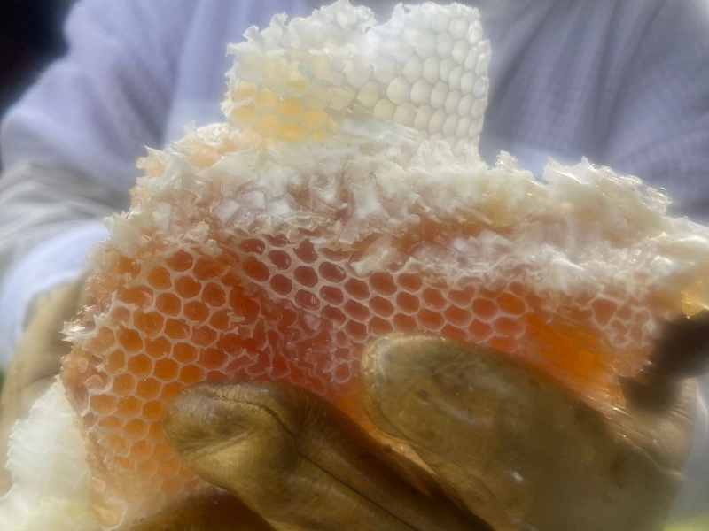 Person holding honeycomb to camera