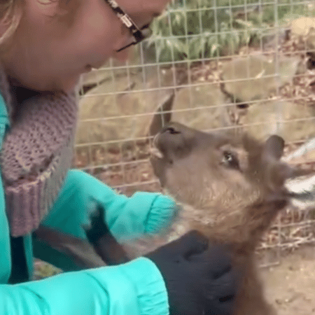A woman looking at a baby kangaroo